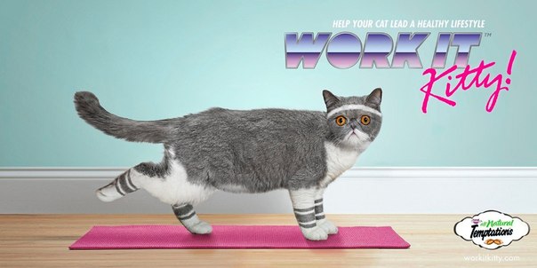 Производители кошачьего корма Temptations предложили программу аэробики для кошек: "Работай, котик! Помоги своему коту вести здоровый образ жизни"