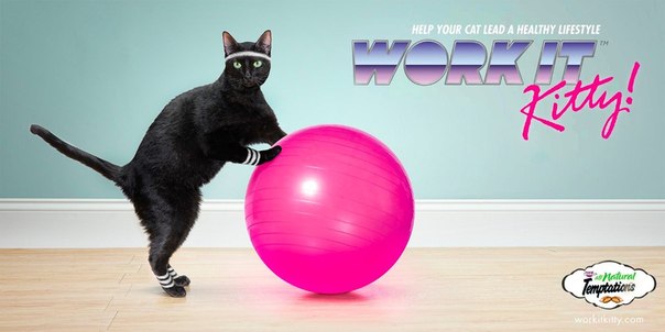 Производители кошачьего корма Temptations предложили программу аэробики для кошек: "Работай, котик! Помоги своему коту вести здоровый образ жизни"