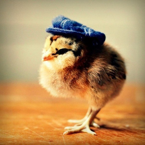 Милый фотопроект "Цыплята в шляпах" от Джули Персонс