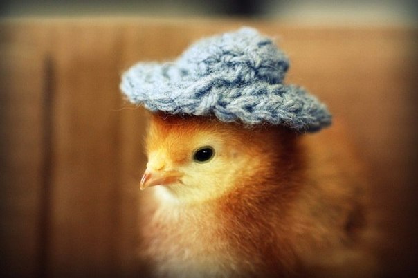 Милый фотопроект "Цыплята в шляпах" от Джули Персонс