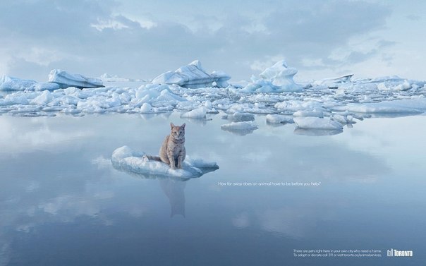 Социальная реклама приюта для животных: "Как далеко должно быть животное, чтобы вы помогли?"