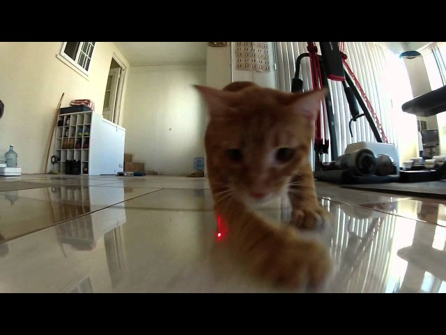 Производителю экшн-камеры GoPro сняли вирусное видео с котиками