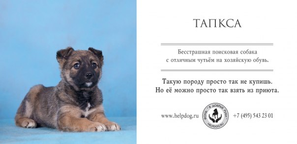 Социальная реклама о бездомных собаках