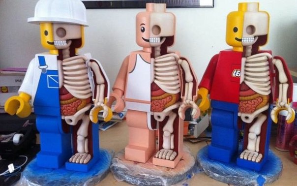 LEGO-анатомия