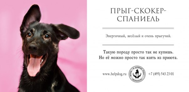 Социальная реклама о бездомных собаках
