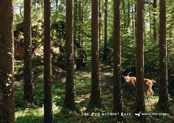 Швейцарский парк дикой природы Goldau: "У нас решеток нет!"