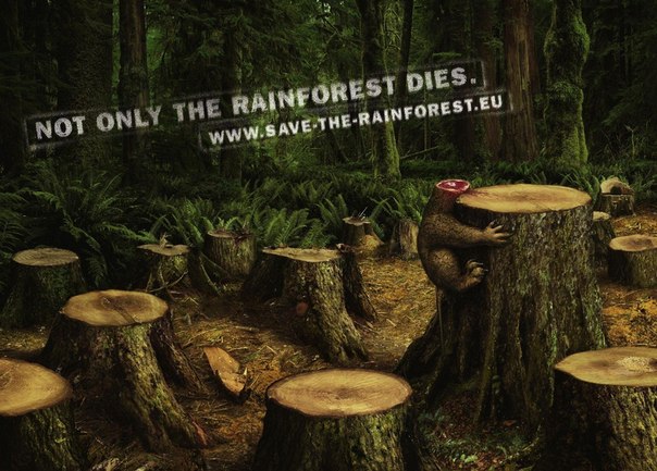 Организация по защите лесов: "При вырубке погибают не только деревья"