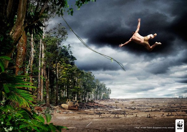 Каждую минуту на Земле вырубается 15 квадратных километров лесов