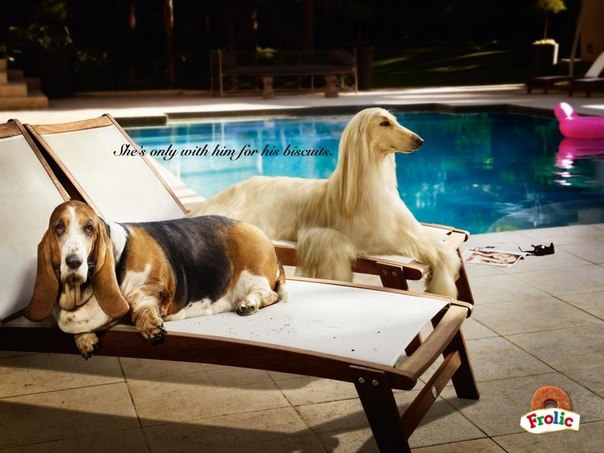 Реклама еды для собак: "Она с ним только из-за его печенюшек"