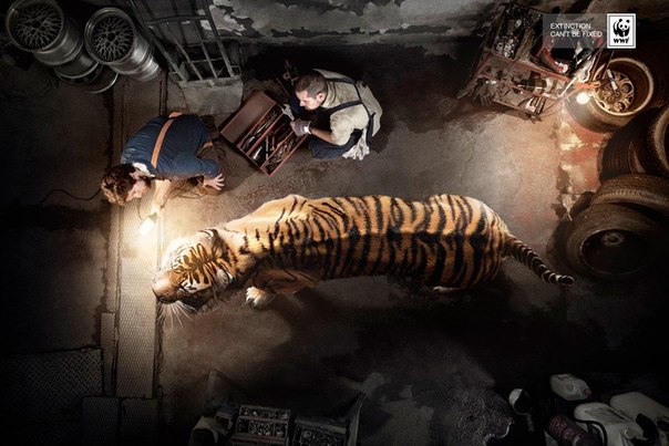 WWF: "Вымирание не может быть исправлено"