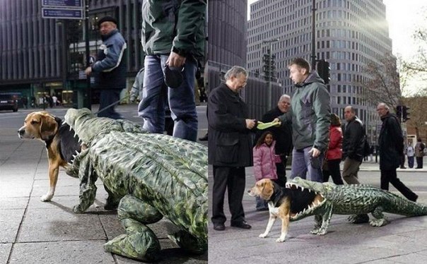 Мужчина выгуливал по улицам свою "проглоченную" крокодилом собаку и раздавал листовки "Приходите в зоопарк, пока зоопарк не пришел к вам"