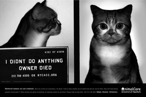 Социальная реклама о животных из приютов: "Они - не виноваты"