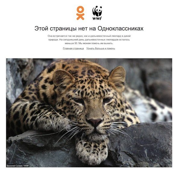 WWF и Одноклассники рассказали о редких видах животных с помощью страницы ошибки 404