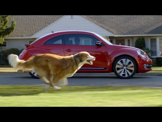 Настойчивая собака. Volkswagen