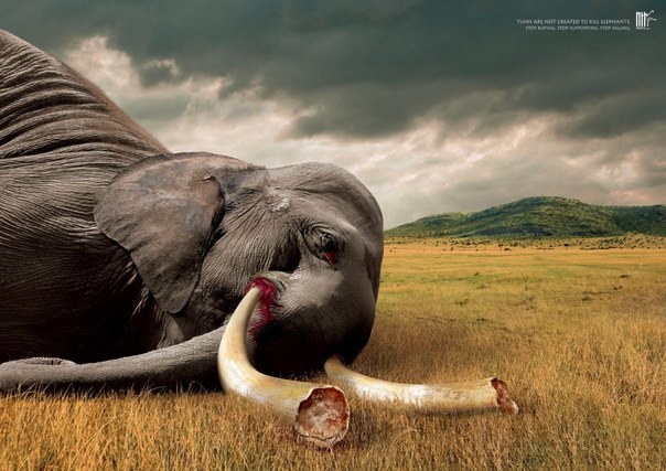 Реклама природоохранной организации Wildlife Friend Foundation Thailand: "Рога и бивни не стоят того, чтобы убить животное. Прекратите покупать - прекратите убивать"