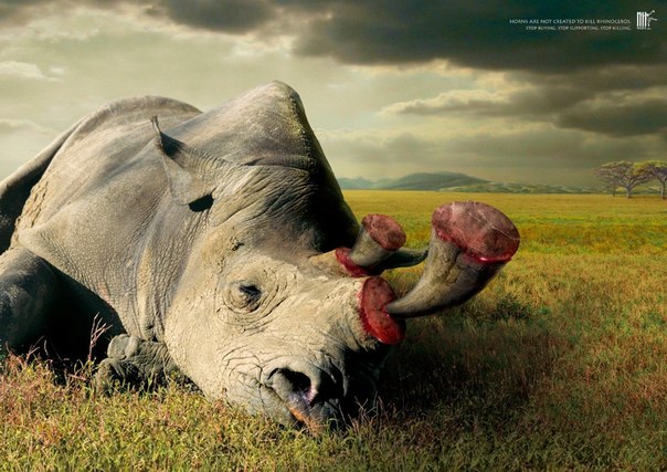 Реклама природоохранной организации Wildlife Friend Foundation Thailand: "Рога и бивни не стоят того, чтобы убить животное. Прекратите покупать - прекратите убивать"