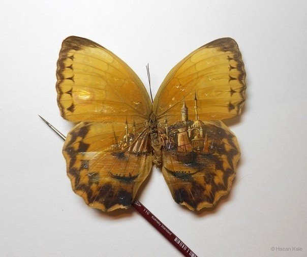 Миниатюрное искусство, роспись крыльев бабочек от художника Hasan Kale