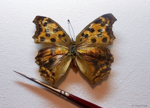 Миниатюрное искусство, роспись крыльев бабочек от художника Hasan Kale