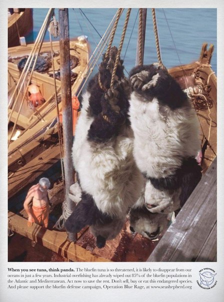 Чтобы прилечь внимание к проблеме массового потребления исчезающего вида тунца организация по защите морских животных показало на примере панд, как жестоко выглядит убийство тунца: "Когда вы видите тунца, подумайте о пандах"