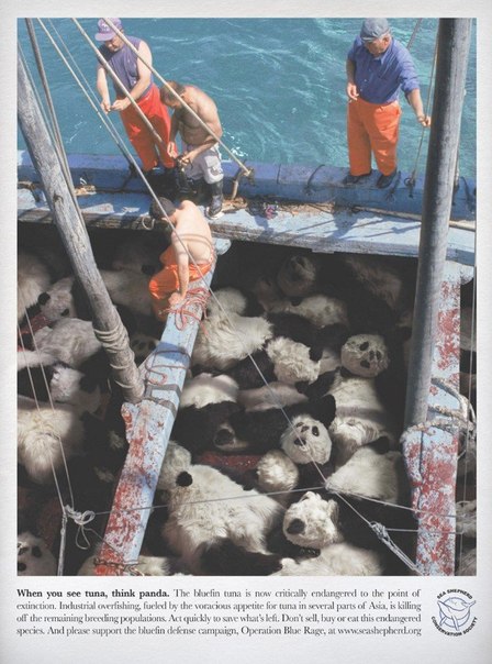 Чтобы прилечь внимание к проблеме массового потребления исчезающего вида тунца организация по защите морских животных показало на примере панд, как жестоко выглядит убийство тунца: "Когда вы видите тунца, подумайте о пандах"