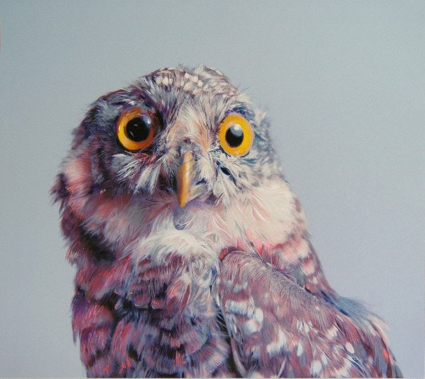Невероятно реалистичные рисунки сов на полотнах художника John Pusateri