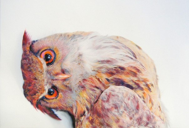 Невероятно реалистичные рисунки сов на полотнах художника John Pusateri