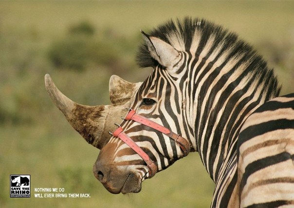 Спасите носорогов: "Что бы мы потом не делали, их не удастся вернуть обратно"