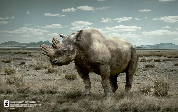 WWF против истребления насорогов: "Рог носорога состоит из такого же материала, что и ногти человека"