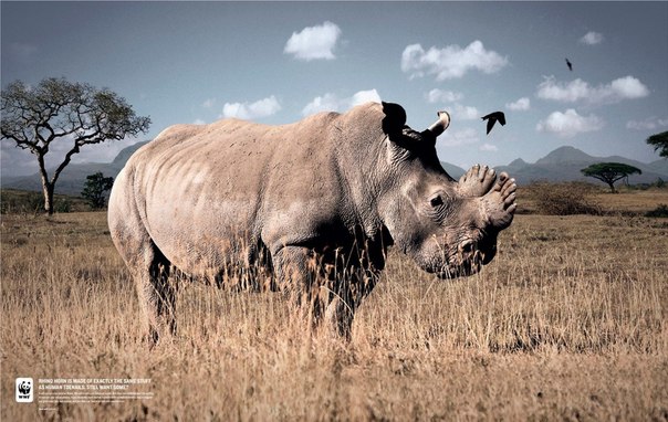 WWF против истребления насорогов: "Рог носорога состоит из такого же материала, что и ногти человека"