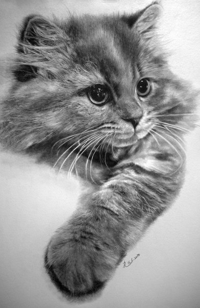 Рисунки котов и кошек простым карандашом художника Paul Lung