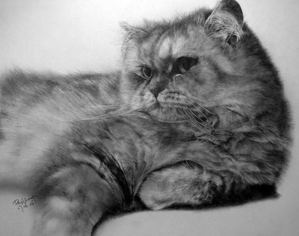 Рисунки котов и кошек простым карандашом художника Paul Lung