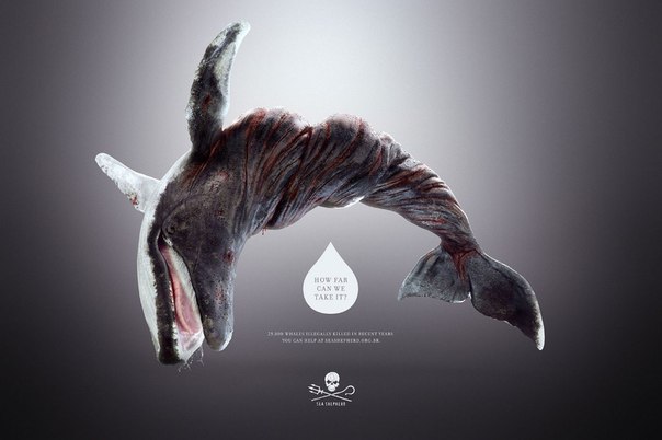 Организация по защите морских животных Sea Shepherd: "Как далеко мы можем зайти?"