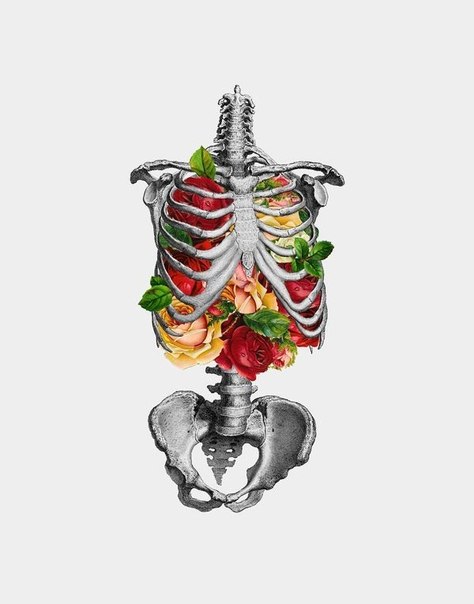 Серия работ Anatomy & Roses ("Анатомия и розы") от иллюстратора MizEnScen