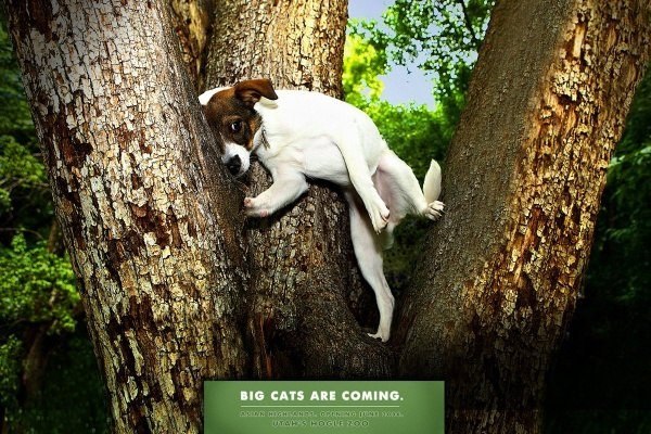 Реклама зоопарка:"Большие кошки идут"