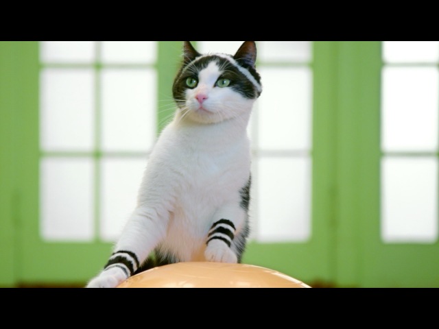 Производитель кошачьего корма Temptations предложил программу аэробики для кошек. Авторами программы стали Кейт и Джордж, владельцы гостиницы для кошек The Best Little Cat House.