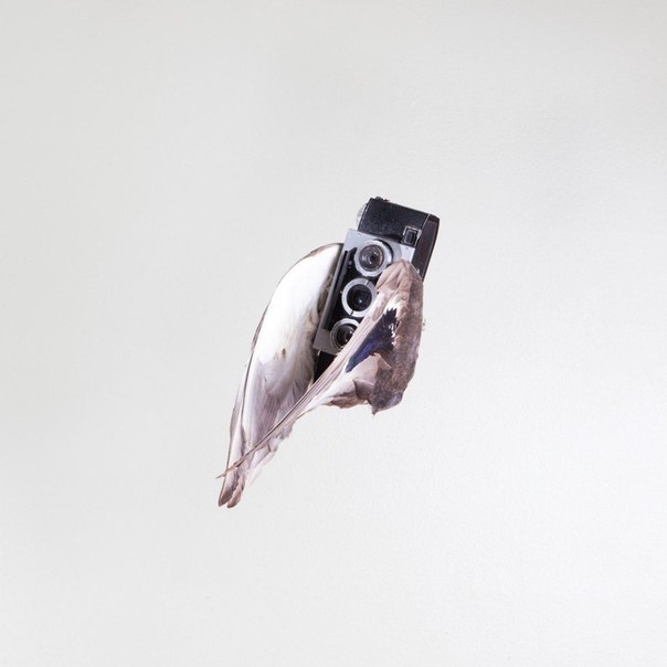 Американский фотограф Paul Octavious очень любит свои камеры. Поэтому он подарил им крылья в серии «Birds of Aperture».