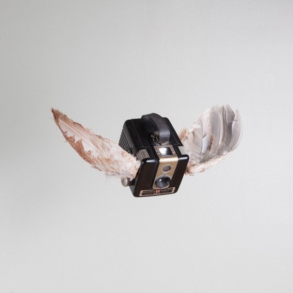 Американский фотограф Paul Octavious очень любит свои камеры. Поэтому он подарил им крылья в серии «Birds of Aperture».
