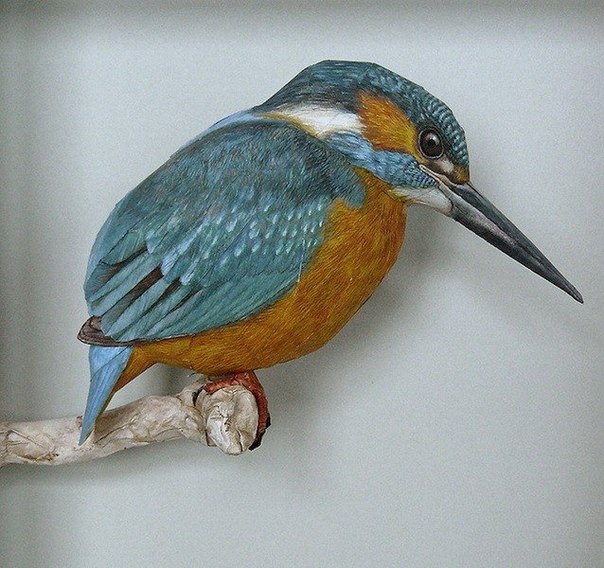 Нидерландский художник Johan Scherft создает реалистично выглядящих птиц из бумаги. Он открыл для себя это искусство в 14 лет, делая бумажные модели птиц, раскрашенные вручную, с использованием только цветных карандашей.