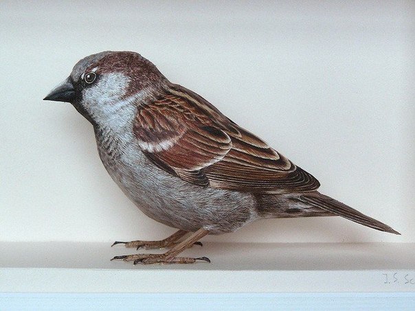 Нидерландский художник Johan Scherft создает реалистично выглядящих птиц из бумаги. Он открыл для себя это искусство в 14 лет, делая бумажные модели птиц, раскрашенные вручную, с использованием только цветных карандашей.