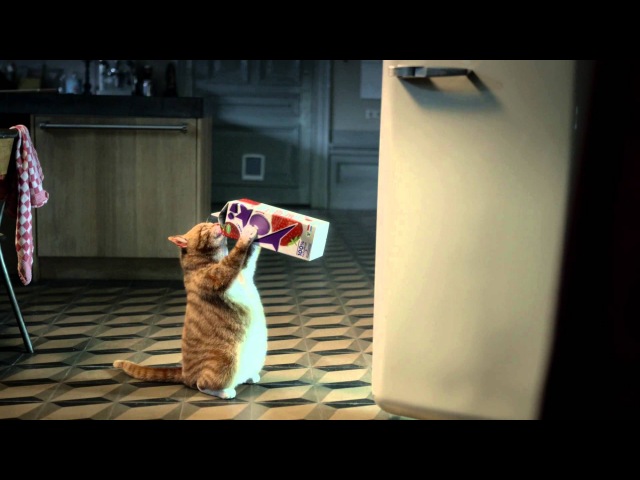 Мимимишный кот в рекламе молока