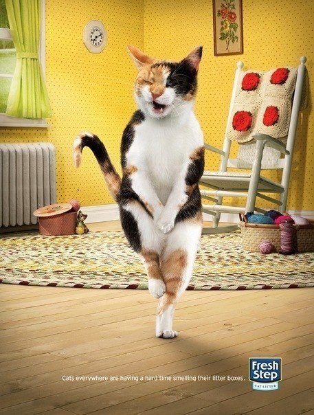 Забавная реклама кошачьих туалетов