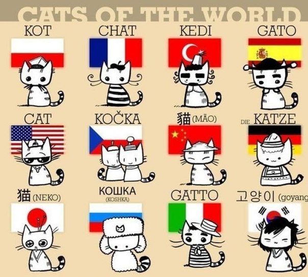Коты мира