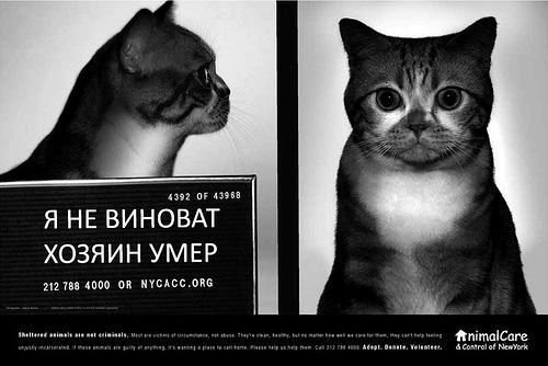 Социальная реклама о животных из приютов: "Они - не виноваты"