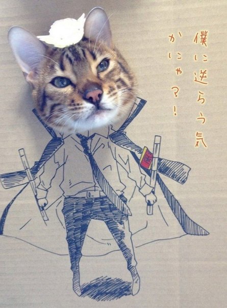 Любитель аниме из Китая решил поздравить свою кошку с днем рождения, устроив ей тематическую фотосессию