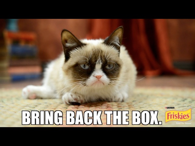 Интернет-мем Grumpy Cat стал лицом рекламы Friskies