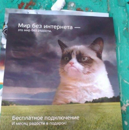 Самый грустный кот в рекламе
