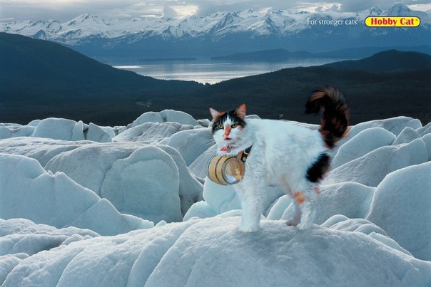 Корм для котов Hobby Cat: "Для сильных котов"