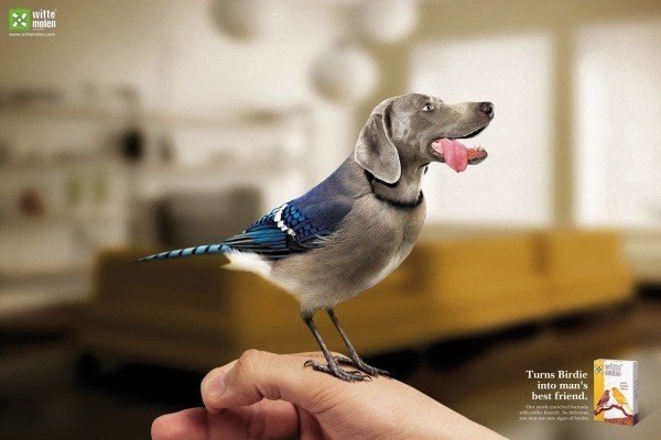 Реклама птичьего корма Witte Molen, который делает птиц лучшими друзьями человека.