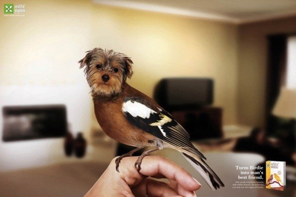 Реклама птичьего корма Witte Molen, который делает птиц лучшими друзьями человека.