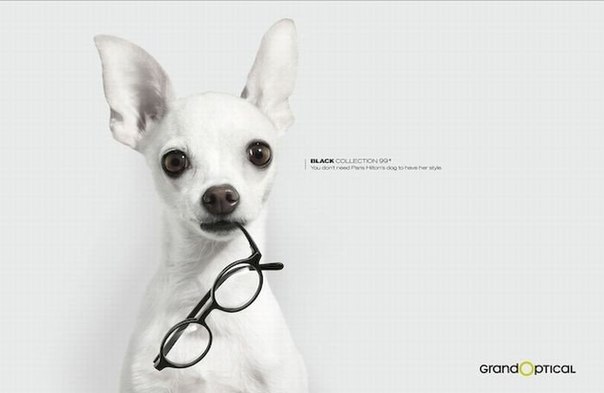 Подборка рекламных принтов с забавными собаками